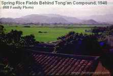 Spring Rice Fields Behind Tong'an mission Compound, 1948