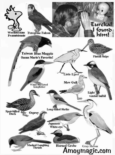 More Drawings of Xiamen birds (Fujian, China), including peregrine falcon, Taiwan blue magpie, little egret, pintail snipe, mew gull, light vented bulbil, long-tailed shrike, spot-billed duck, osprey, Japanese white-eye, horned grebe, gray heron, masked laughing thrush, deng deng.  Amoy Magic--Guide to Xiamen and Fujian, China  //www.Amoymagic.com Xiamen and Fujian tourism, travel, business, investment, trade, cuisine, history, culture, Chinese humor and jokes, language study, Xiamen University, MBA, expatriate, research, deng deng!  