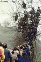 These folks are really up a tree!