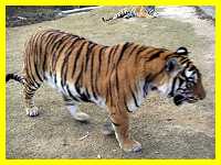 photo of amoy tiger in meihua nature reserve fujian