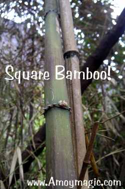 Square Bamboo! Yes, it really does exist in Wuyi Mountain, Fujian Province--and also in Ningde's Taimu Mountain (northeast Fujian)