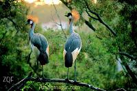 Xiamen is for the birds--and for birdwatchers! The perfect place for fowl pursuits!